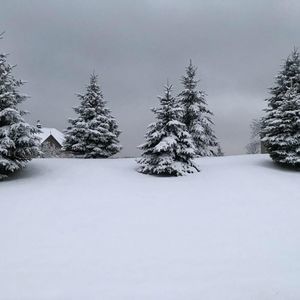 Meet your Posher, Dorothy